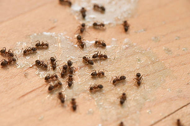 Best Exterminator Services  in Raytown, MO